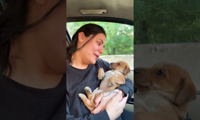 Puppy love and care #puppy #puppies #dog #dogs #dogmom #doglover #doglovers #shorts
