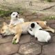 Puppy walks miles to beg for help to save his exhausted mother who is lies unmoving | animal rescue