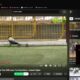 Reacting to animal fights