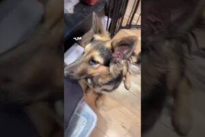 Rescue Dog NEVER Had A Permanent Home Until...