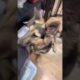 Rescue Dog NEVER Had A Permanent Home Until...