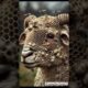 Rescue Mission: Helpless Sheep Covered in Thousands of Barnacles – A Heartwarming Recovery! #animals