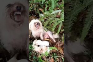 Rescue Mother Dog and Her Puppies #shorts