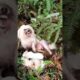Rescue Mother Dog and Her Puppies #shorts