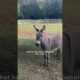 Rescue Pit Bull Finds Unlikely Best Friend in a Donkey | The Dodo