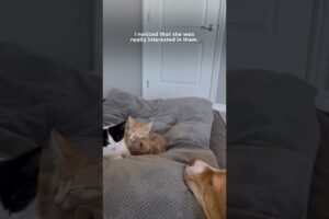 Rescue Pittie Becomes Foster Mom to Nearly 200 Kittens | The Dodo