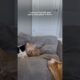 Rescue Pittie Becomes Foster Mom to Nearly 200 Kittens | The Dodo