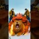 Rescue Team rushes to save Lion pinched by giant Crab and the unforgettable ending #lion #rescue