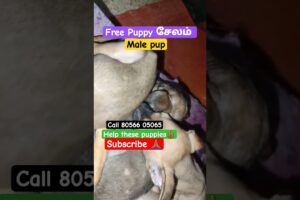 Rescue These Cutest Puppies 🐶 in salem | Adopt Now! 🏠 #dogbreed #adoptstrays