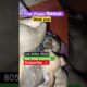 Rescue These Cutest Puppies 🐶 in salem | Adopt Now! 🏠 #dogbreed #adoptstrays