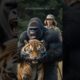 Rescued By A Gorilla From The Paws of A Dangerous Tiger | Animal Rescue #animals #tiger #gorilla