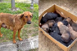 Rescued Starving Abandoned Mama Dog with 10 Puppies