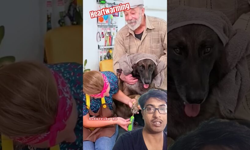 Rescued The Dog and Returned to His Glory❤️🙏 #rescue#thedog#dogshorts#kindness#heartwarming#shorts