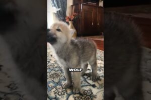 Rescued wolf cub finds unconditional love and a new family💕
