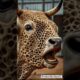 Rescuing a Cow Covered in Barnacles – Animal Care Awareness