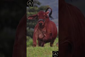 Sapi brahman #sapi #sapimakan #cow #sapigemuk #sapilucu #animals #sapipedaging