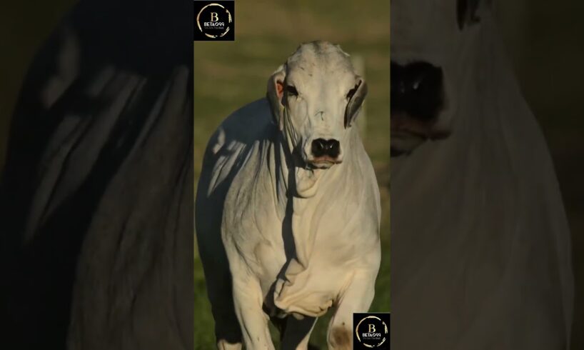 Sapi brahman #sapigemuk #cow #sapimakan #animals #sapilucu #farm #bull #sapipedaging #sapi