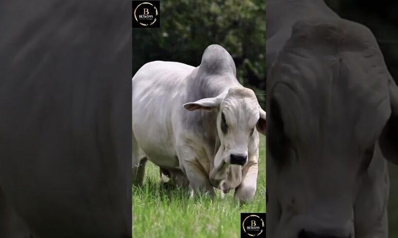 Sapi simental x brahman #cow #sapigemuk #sapilucu #sapi #agro #sapimakan #animals #sapipedaging