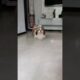 Shih Tzu puppy transformation! #shihtzu #reels #viral #cute #trending #shorts #dog #video #funny