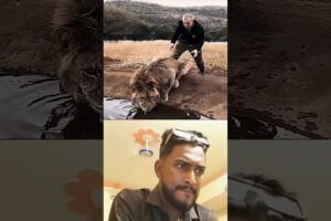 Shocking Human-Animal Encounters Compilation 🐅😱 | #reactionvideo #AnimalEncounters #Tier1Content