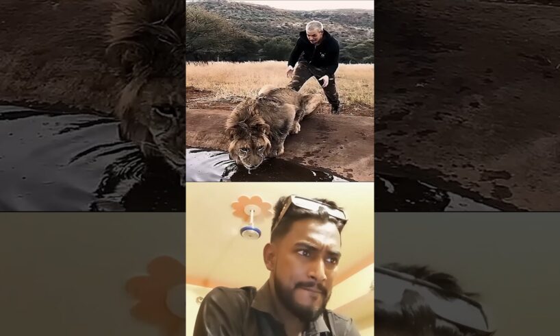 Shocking Human-Animal Encounters Compilation 🐅😱 | #reactionvideo #AnimalEncounters #Tier1Content
