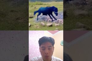 Small but strong, wild animals at close range, animal fighting strength competition #animals #usa