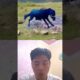 Small but strong, wild animals at close range, animal fighting strength competition #animals #usa