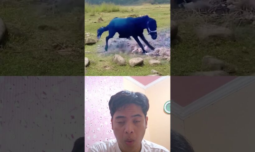 Small but strong, wild animals at close range, animal fighting strength competition #animals #usa