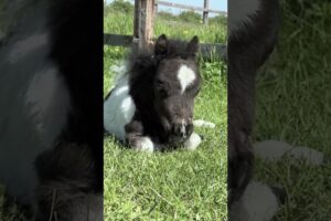 Small horse playing #horse #horsetrack #animals #pony #horseriding #yt #youtube #youtuber #ytshorts