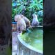 So adorable baby  #monkeysr #babyanimal #cute #bae3 #babymonkey #animals