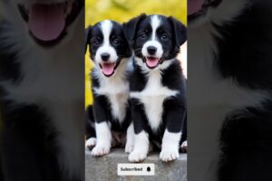So cute puppies barking adorable video #puppy #dog #cutedog #pets #dogs #trending #shorts