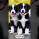 So cute puppies barking adorable video #puppy #dog #cutedog #pets #dogs #trending #shorts