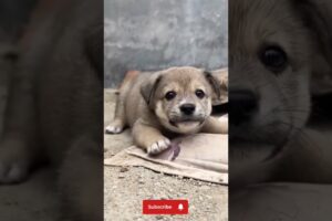 So cute puppies 😚 #puppy #dog #trending #viralvideo #shortvideo #doglover #dogs #shortsfeed