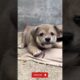 So cute puppies 😚 #puppy #dog #trending #viralvideo #shortvideo #doglover #dogs #shortsfeed