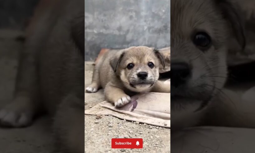 So cute puppies 😚 #puppy #dog #trending #viralvideo #shortvideo #doglover #dogs #shortsfeed