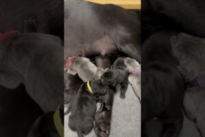 So many puppies …. #youtubeshorts #puppy #canecorso #cute #mumbai