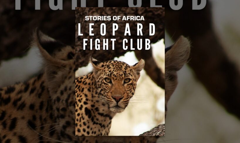 Stories of Africa: Leopard Fight Club