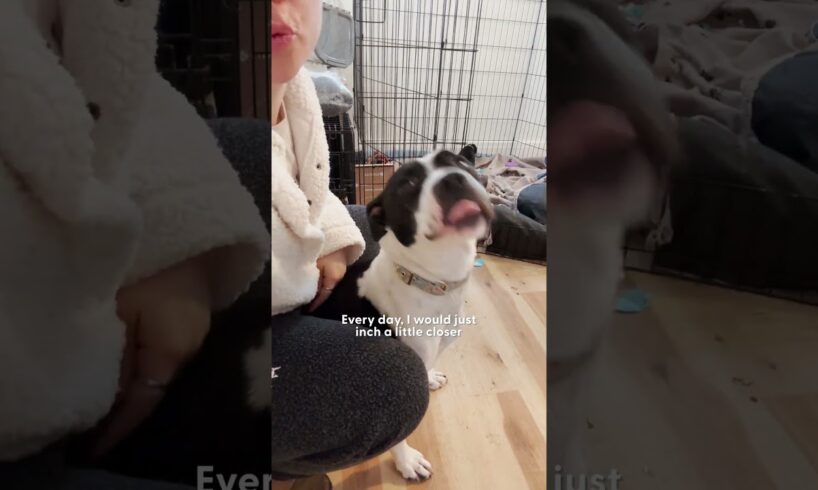 Submissive Pittie Became "Aggressive" When Her Puppies Were Born | The Dodo