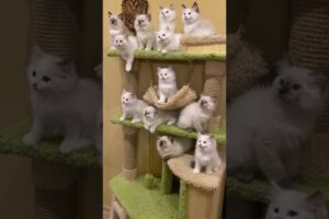 Super Funny Animal Moments 🤣 | Hilarious And CUTE Pet Videos