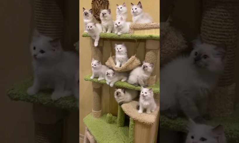 Super Funny Animal Moments 🤣 | Hilarious And CUTE Pet Videos