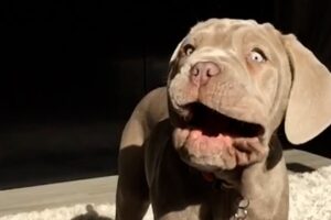 Super Puppy Fails | Funniest Pets Of The Month