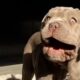 Super Puppy Fails | Funniest Pets Of The Month
