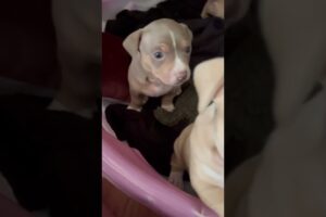 Super cute puppies