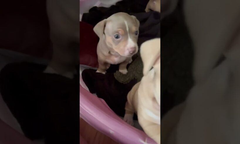Super cute puppies