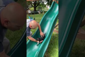 Sweet Pinscher Puppy Loves Going Down Playground Slide!