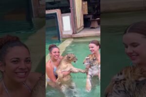 Swimming and play with tiger | tiger  🐅🐅🐅🐅🐅 #animals #tiger #viralshort