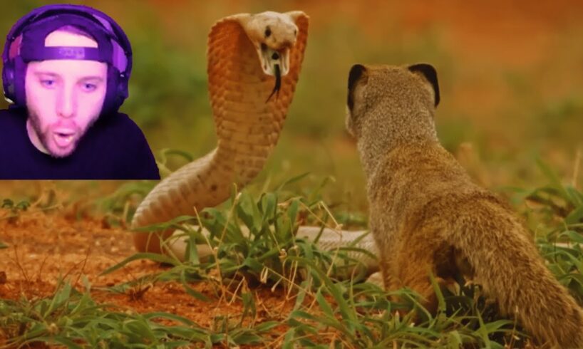 THESE ANIMAL FIGHTS WERE PERSONAL