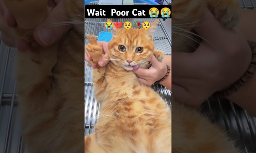 THIS MAKES ME CRY 😭😭💔💔ll CAT NEED HELP🥺 🥀🥀#cat #catlover #poor#sad #kitten