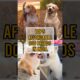 TOP 5 Affordable Dog Breeds In India | Amazing World Facts