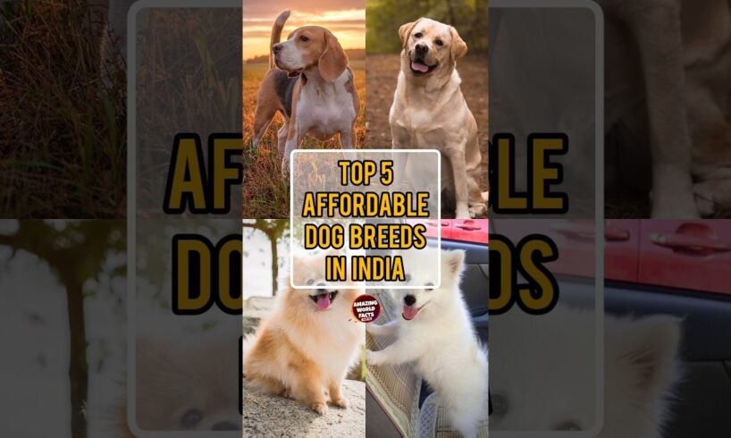 TOP 5 Affordable Dog Breeds In India | Amazing World Facts